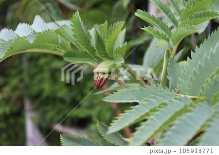 メリアンサス・マヨールの赤らむつぼみ melianthus major's bugs 105913771