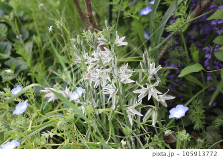 オーニソガラム・ヌタンス(ornithogalum nutans)とネモフィラの花 オーニソガラム・ヌタンス(ornithogalum nutans)とネモフィラの花 105913772