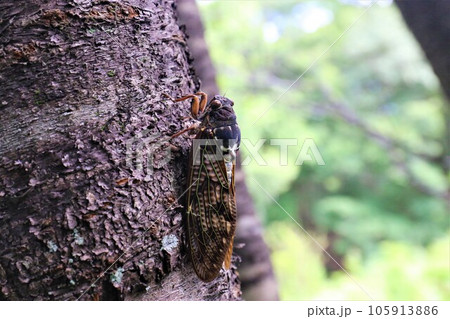 夏の猛暑で有名な鳩山町愛郷の里の森林で鳴くアブラゼミ 105913886
