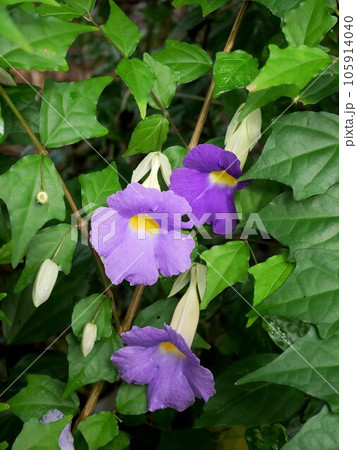 沖縄の花 コダチヤハズカズラ Bush clockvine Thunbergia erecta 沖縄の花 コダチヤハズカズラ Bush clockvine Thunbergia erecta 105914040