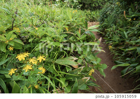 シナノオトギリの花と登山道 105915059
