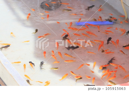 金魚すくい　縁日の金魚すくい 105915063