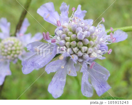 9月マツムシソウの花 105915243