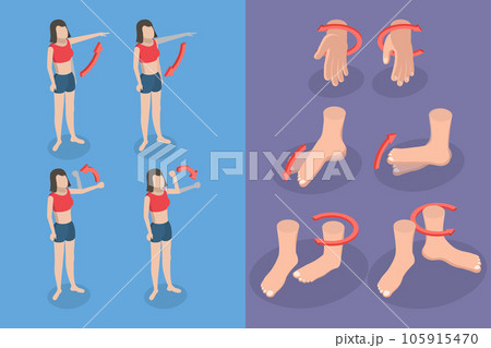 3D Isometric Flat Vector Conceptual Illustration of Muscular Motion 3D Isometric Flat Vector Conceptual Illustration of Muscular Motion 105915470