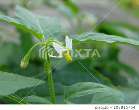 イヌホウズキの花 イヌホウズキの花 105915754