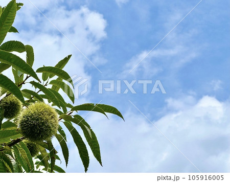 青空と栗のはじまり 105916005