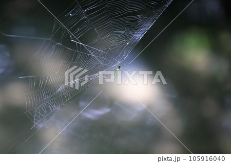 コシロカネグモ 105916040