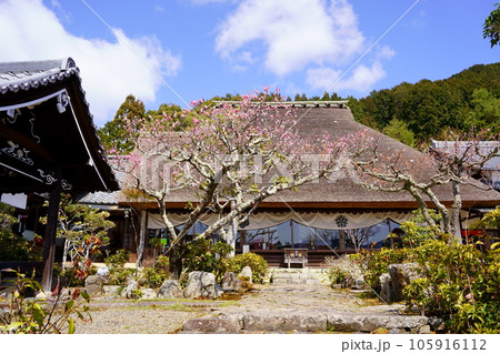 禅定寺/本堂と紅梅(京都府宇治田原町) 禅定寺/本堂と紅梅(京都府宇治田原町) 105916112
