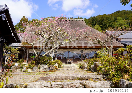 禅定寺/本堂と紅梅(京都府宇治田原町) 禅定寺/本堂と紅梅(京都府宇治田原町) 105916113