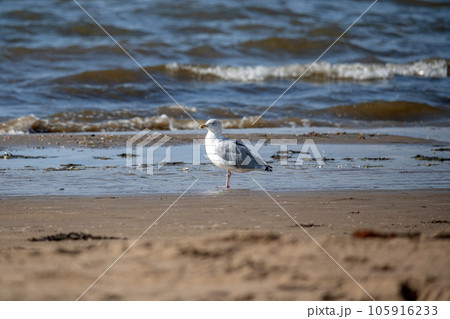 Seagull stands on an ocean beach in the sand and morning light in Sweden Melbystrand 105916233