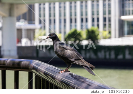 川沿いの手すりに止まる鳩 川沿いの手すりに止まる鳩 105916239