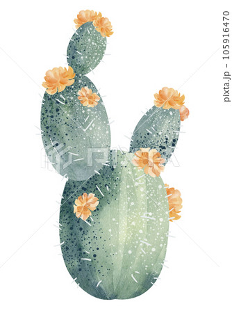 Watercolor cactus banners isolated on white background. Floral illustration for your projects, greeting cards and invitations. 105916470