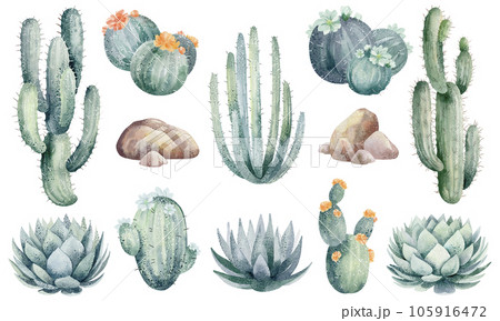 Watercolor cactus banners isolated on white background. Floral illustration for your projects, greeting cards and invitations. 105916472