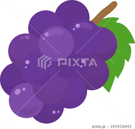 ブドウのイラストのイラスト素材 [105916845] - PIXTA
