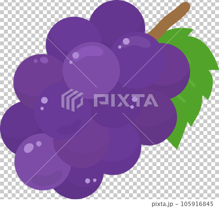ブドウのイラストのイラスト素材 [105916845] - PIXTA