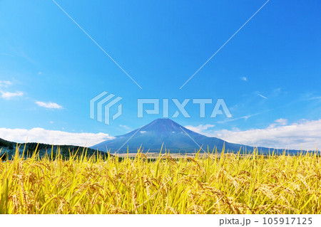 秋の青空と田んぼ そして富士山 秋の青空と田んぼ そして富士山 105917125
