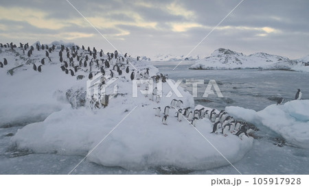 Antarctica penguins colony. Jumping, walking activity. Winter frozen landscape. Group of Gentoo penguins stand on snow, ice covered hill, swim in polar ocean. Antarctic wildlife. 4k footage. Antarctica penguins colony. Jumping, walking activity. Winter frozen landscape. Group of Gentoo penguins stand on snow, ice covered hill, swim in polar ocean. Antarctic wildlife. 4k footage. 105917928