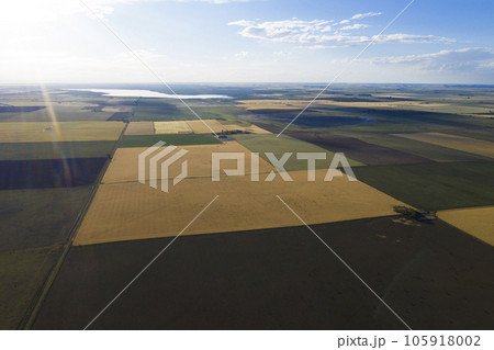 Wheat field ready to harvest, in the Pampas plain, La Pampa, Argentina. 105918002