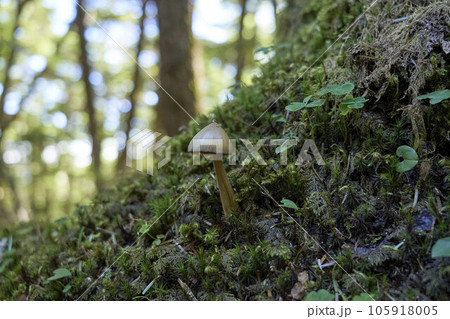 苔とキノコ 105918005
