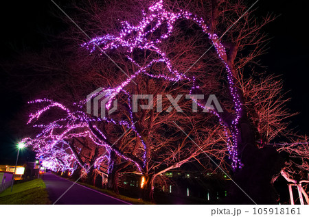 おおがわら桜イルミネーション(宮城県大河原町) おおがわら桜イルミネーション(宮城県大河原町) 105918161
