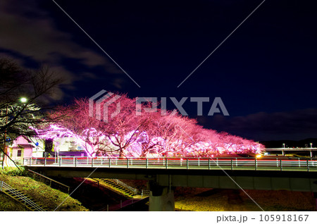 おおがわら桜イルミネーション（宮城県大河原町） 105918167