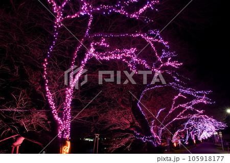 おおがわら桜イルミネーション（宮城県大河原町） 105918177