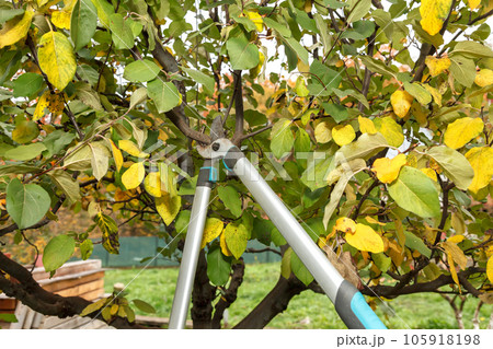 Fruit tree pruning. Garden scissors. Fruit tree branches should be pruned in the autumn in order to keep them healthy Fruit tree pruning. Garden scissors. Fruit tree branches should be pruned in the autumn in order to keep them healthy 105918198