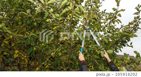 Fruit tree pruning. Garden scissors. Pruning of fruit tree branches in a sanitary manner Fruit tree pruning. Garden scissors. Pruning of fruit tree branches in a sanitary manner 105918202