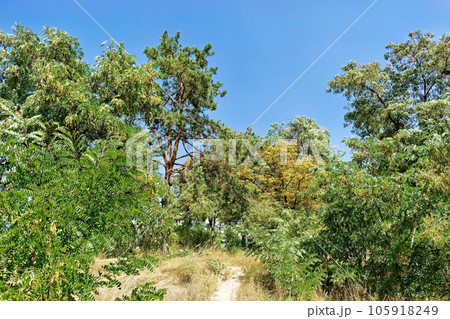 Path in the forest and blue sky Path in the forest and blue sky 105918249