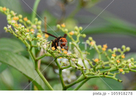 スズメバチ スズメバチ 105918278