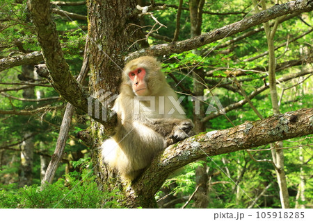 上高地  木の上でくつろぐニホンザル 105918285