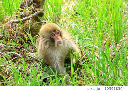 上高地  草むらで遊ぶ小猿 105918304