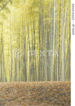 竹林の竹落葉で覆われた道 竹林の竹落葉で覆われた道 105918400