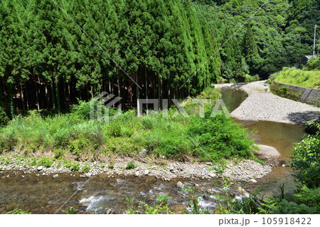 京都・中川東山町の清滝川の清流と北山杉 105918422