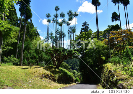 京都北山・中川北山町の北山大台杉 105918430