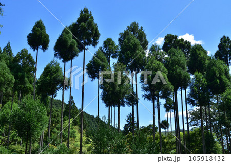 京都北山・中川北山町の北山杉 105918432