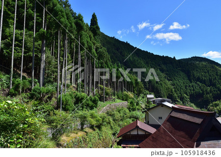 京都北山・中川北山町の北山杉 105918436