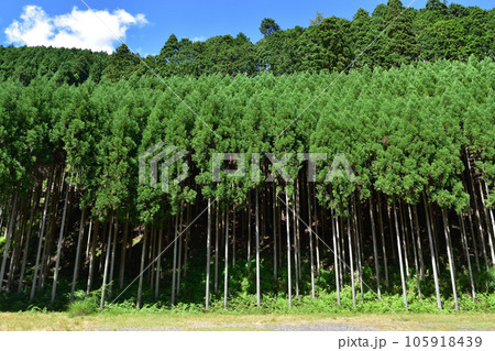 京都北山・小野地区の周山街道沿いの北山杉 105918439