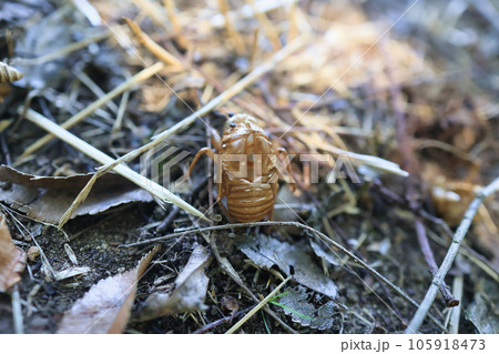 地面に出てきたセミの抜け殻 105918473