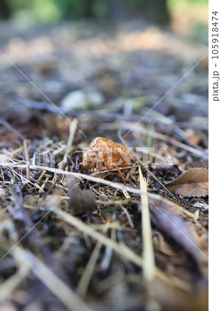 地面に出てきたセミの抜け殻 105918474