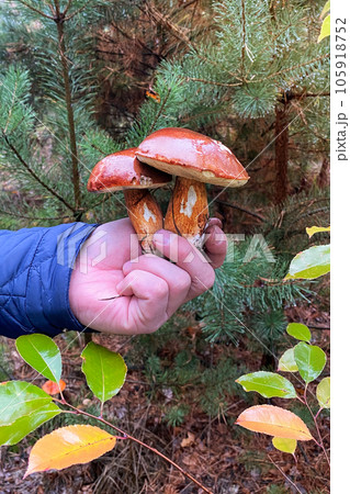 Autumn forest. Hand hold the fresh delicious mushroom. Picking mushrooms. Autumn forest. Hand hold the fresh delicious mushroom. Picking mushrooms. 105918752