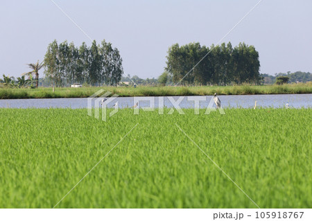 Baby Green rice field in countryside at thailand 105918767