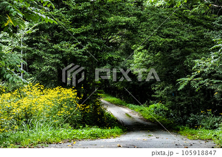 旧宮古街道の情緒在る細道　キクイモの群れ咲く旧宮古街道 105918847