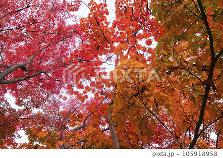 岩手公園の紅葉の赤の饗宴 見上げれば鮮やかな紅葉 啄木も寝転んで観たであろう紅葉の赤 岩手公園の紅葉の赤の饗宴 見上げれば鮮やかな紅葉 啄木も寝転んで観たであろう紅葉の赤 105918958