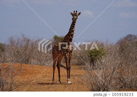 African Masai giraffe in savanna at Tsavo East National Park in Kenya African Masai giraffe in savanna at Tsavo East National Park in Kenya 105919233