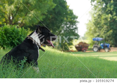 Pitbull sitting on the grass (ピットブル) 105919274