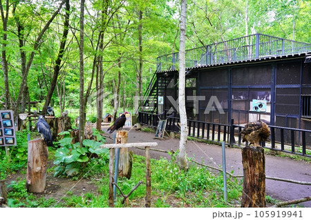 ノースサファリサッポロ　デンジャラスの森の風景 105919941