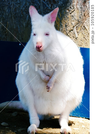 白いベネットワラビー (ノースサファリサッポロ) 白いベネットワラビー (ノースサファリサッポロ) 105920185