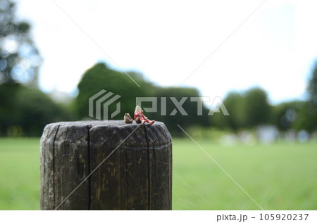 一人旅をイメージしたミニチュア 105920237