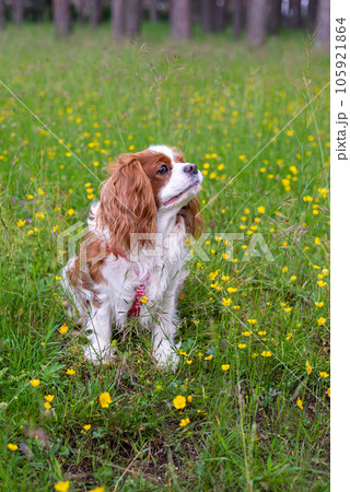 Cavalier King Charles spaniel 105921864
